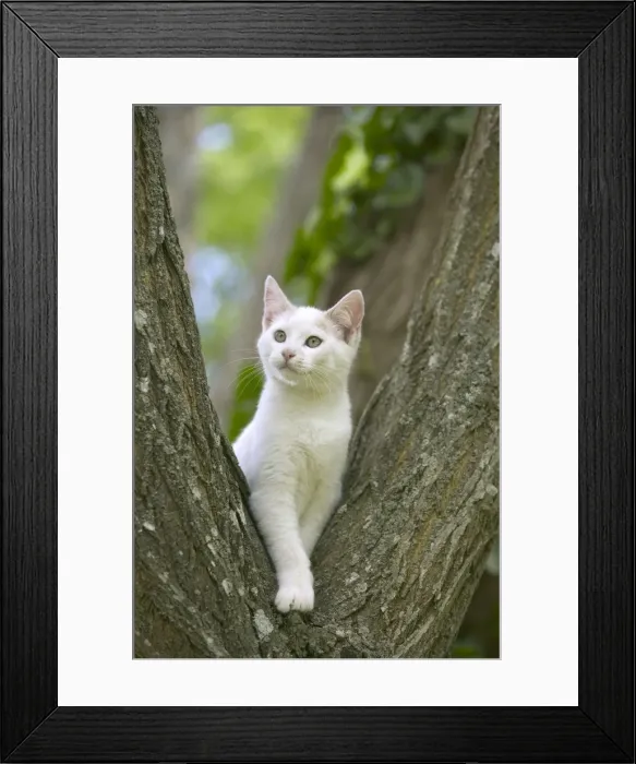 Framed Print : Cat - White cat in tree Framed Print : Cat - White cat in tree