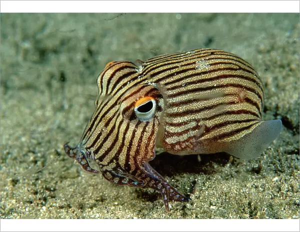 Striped Pyjama Squid - Small Pyjama squid surrounded by Mysid shrimp, Jervis Bay, New South Wales, Australia, Pacific Ocean TED00333  /  189447