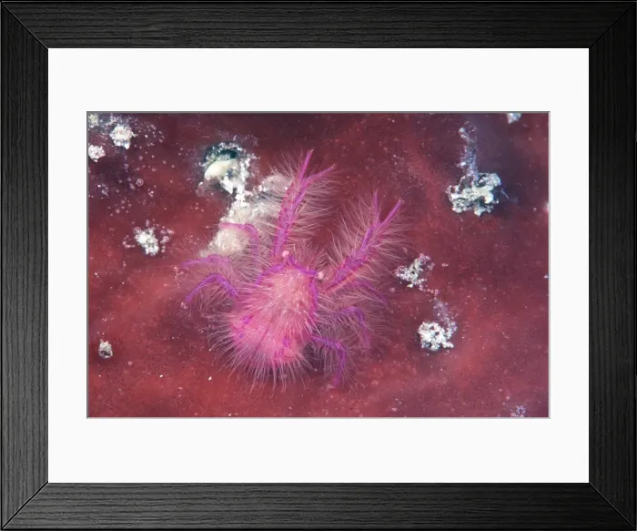 Framed Print : PINK SQUAT LOBSTER Framed Print : PINK SQUAT LOBSTER