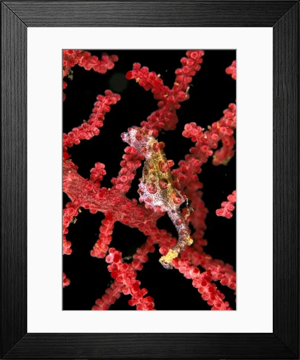 Framed Print : Pygmy (Bargibant's) Seahorse - Max: 2cms, only known to occur on Gorgonian coral of genus: moricella Port Moresby, Papua New Guinea. SPE00975 Framed Print : Pygmy (Bargibant's) Seahorse - Max: 2cms, only known to occur on Gorgonian coral of genus: moricella Port Moresby, Papua New Guinea. SPE00975