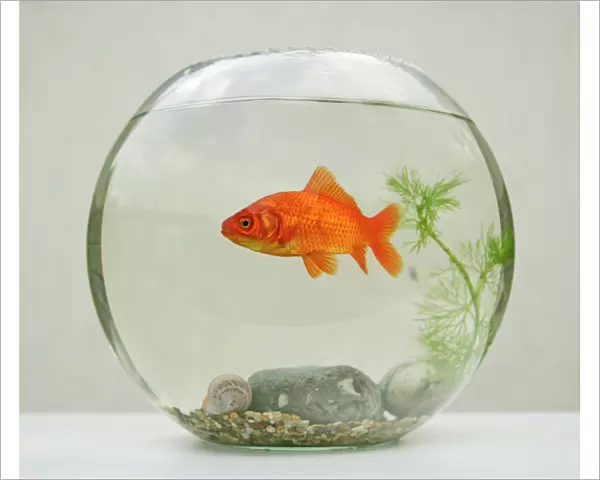 Goldfish – in goldfish bowl with weed