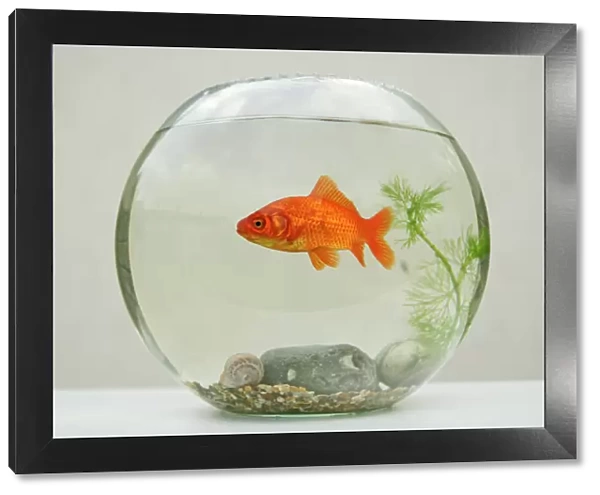 Goldfish – in goldfish bowl with weed