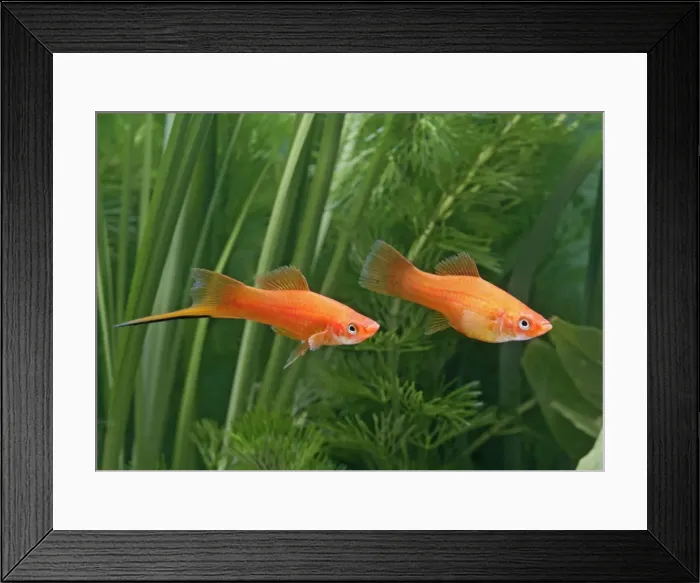 Framed Print : Red swordtail – pair side view - tropical freshwater – Central America 002576