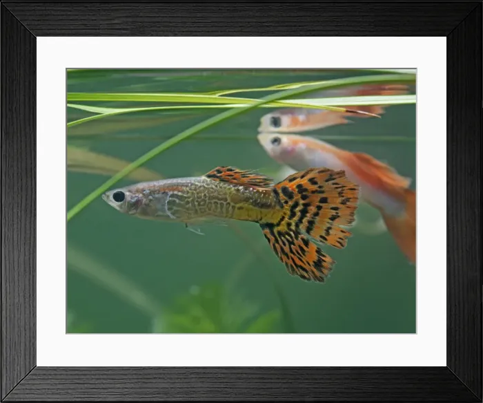 Framed Print : Guppy / Millionfish - males- tropical freshwater – variants - originally South & Central America 002750 Framed Print : Guppy / Millionfish - males- tropical freshwater – variants - originally South & Central America 002750
