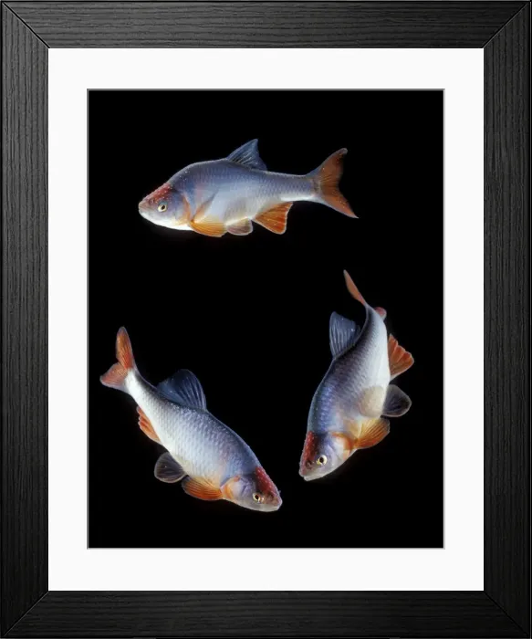 Framed Print : Red Shiner Fish Three together Framed Print : Red Shiner Fish Three together