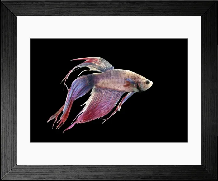 Framed Print : Siamese Fighting Fish Framed Print : Siamese Fighting Fish