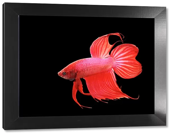 Siamese Fighter Fish Red form male Full display