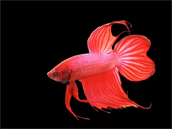 Siamese Fighter Fish Red form male Full display