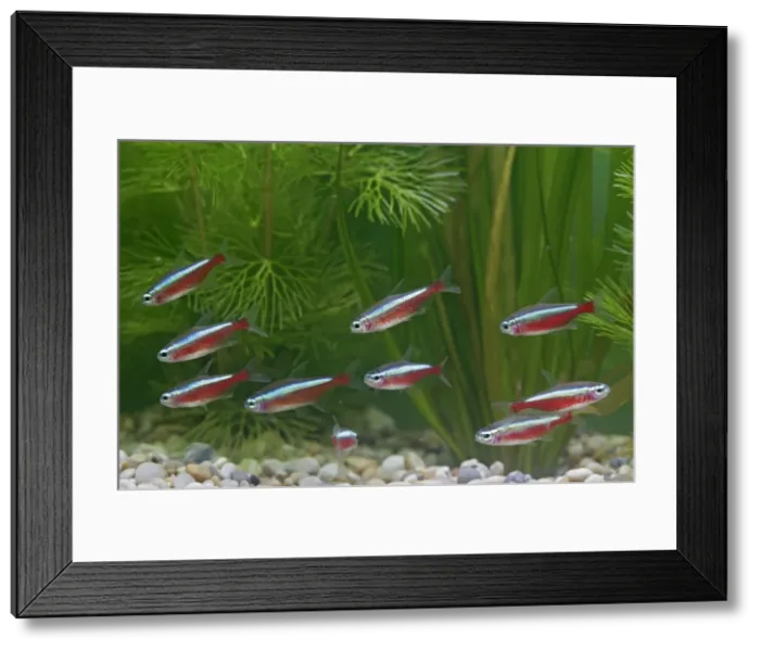 Framed Print : Cardinal Tetra – small shoal by weeds Dist:s America UK Framed Print : Cardinal Tetra – small shoal by weeds Dist:s America UK