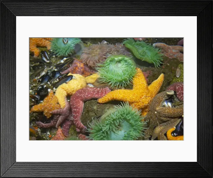 Framed Print : Ochre Sea Star & Giant Green Anemone (Anthopleura xanthogrammica) - In rock pool with other starfish Oregon, USA IN000167 Framed Print : Ochre Sea Star & Giant Green Anemone (Anthopleura xanthogrammica) - In rock pool with other starfish Oregon, USA IN000167