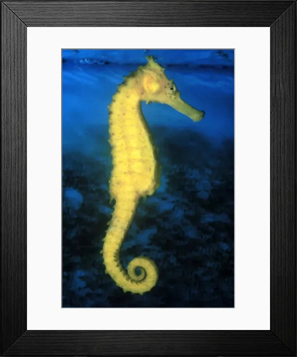 Framed Print : SEAHORSE. HB-1327. SEAHORSE. Hippocampus kuda Framed Print : SEAHORSE. HB-1327. SEAHORSE. Hippocampus kuda