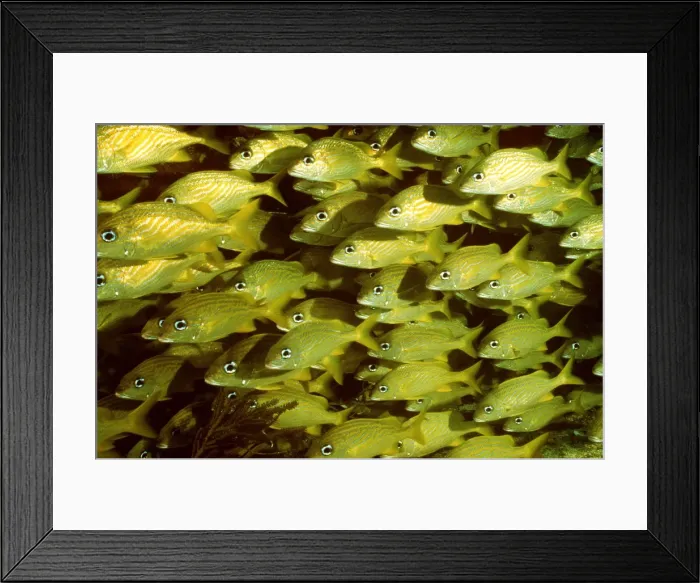 Framed Print : FRENCH GRUNT - SHOAL Framed Print : FRENCH GRUNT - SHOAL