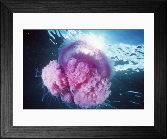Framed Print : JELLYFISH - PINK Framed Print : JELLYFISH - PINK
