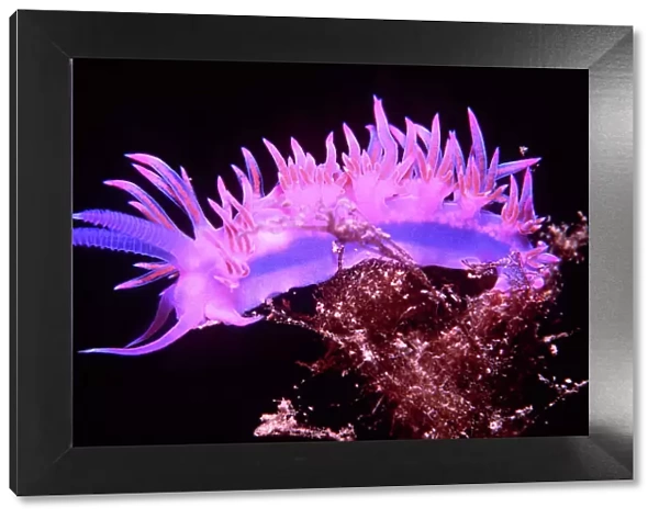 Nudibranch  /  Sea Slug - Purple