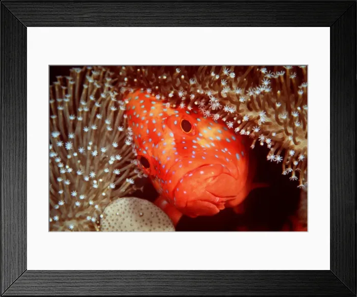 Framed Print : CORAL GROUPER - Face amongst coral Framed Print : CORAL GROUPER - Face amongst coral