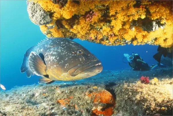 GROUPER by coral - with scuba diver