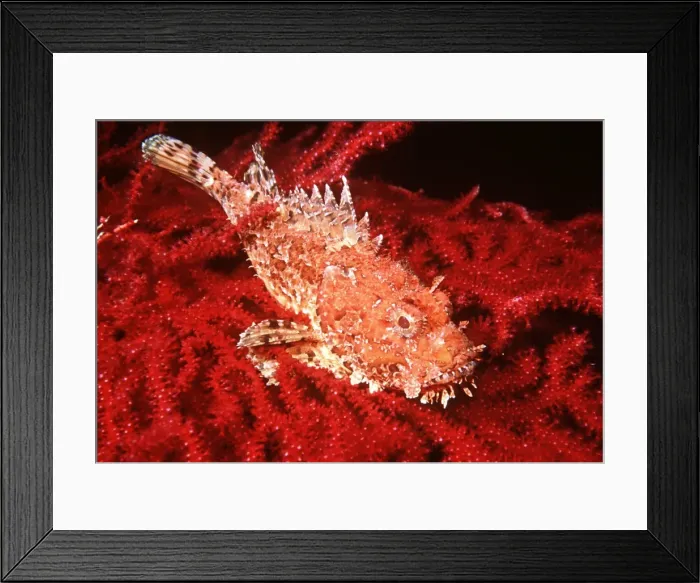 Framed Print : SCORPIONFISH - RED BACKGROUND Framed Print : SCORPIONFISH - RED BACKGROUND