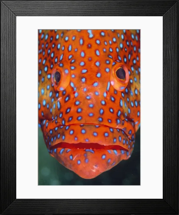 Framed Print : Coral Grouper Indian Ocean / Maldives Framed Print : Coral Grouper Indian Ocean / Maldives