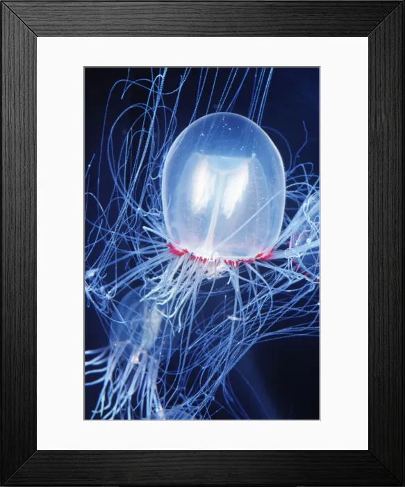 Framed Print : PENCILLATE JELLYFISH - (Bell Medusa) Framed Print : PENCILLATE JELLYFISH - (Bell Medusa)