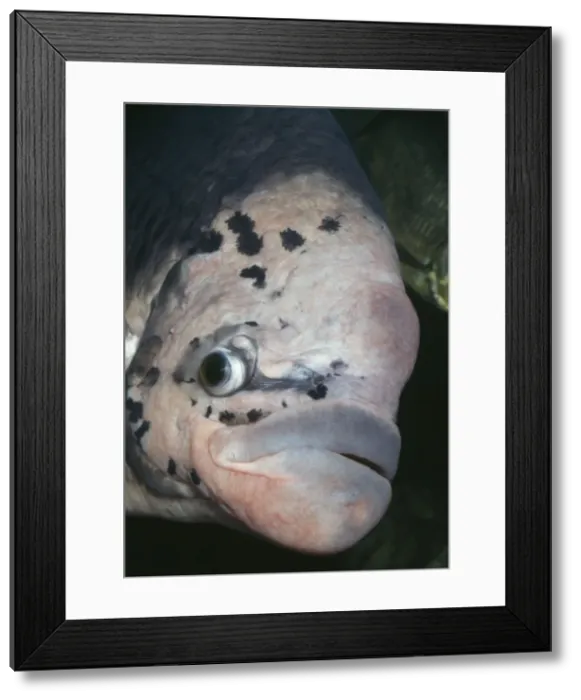 Framed Print : Giant Gourami. Anabantidae. Malaysia, Jarva, India Framed Print : Giant Gourami. Anabantidae. Malaysia, Jarva, India