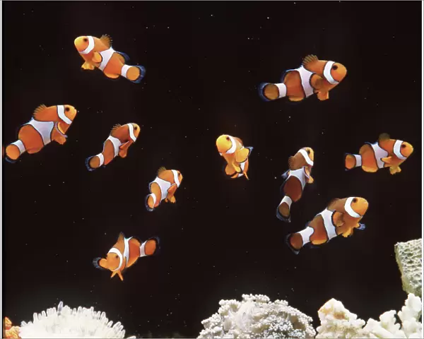 CLOWN  /  ANEMONE FISH - shoal