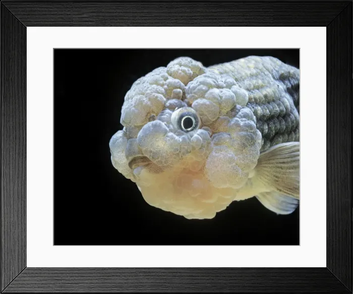 Framed Print : Lionhead Goldfish Framed Print : Lionhead Goldfish