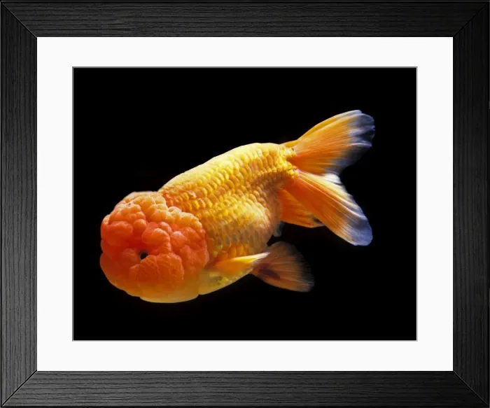 Framed Print : Aquarium Fish - Lionhead Goldfish Framed Print : Aquarium Fish - Lionhead Goldfish