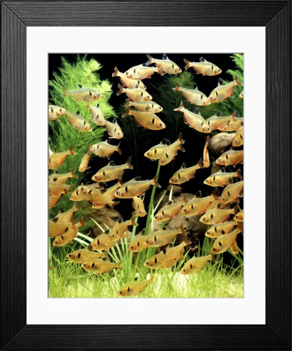 Framed Print : Aquarium Fish - Serpae tetra Framed Print : Aquarium Fish - Serpae tetra