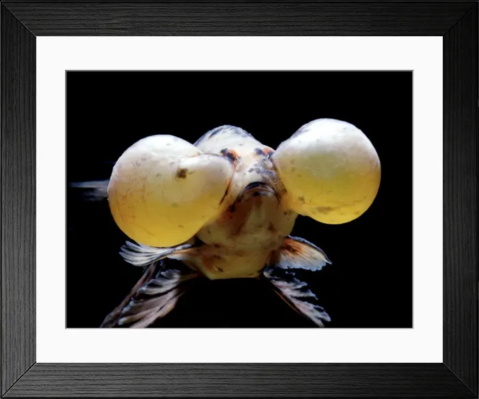 Framed Print : Aquarium Fish - Bubble Eye Goldfish Framed Print : Aquarium Fish - Bubble Eye Goldfish