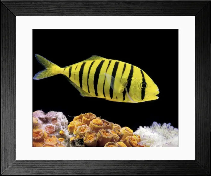 Framed Print : Aquarium Fish - Golden Jack Framed Print : Aquarium Fish - Golden Jack