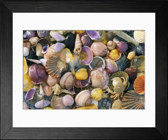 Framed Print : Mixed Atlantic Sea Shells - with crab (Carcinus sp. ) Framed Print : Mixed Atlantic Sea Shells - with crab (Carcinus sp. )