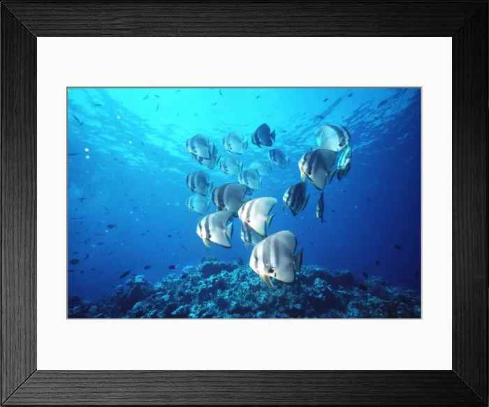 Framed Print : TEIRA BATFISH - SHOAL Framed Print : TEIRA BATFISH - SHOAL