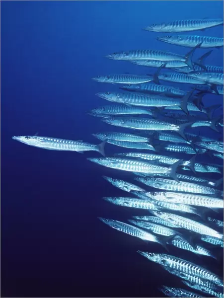 Barracuda - shoal