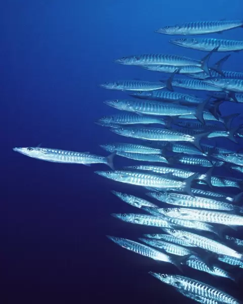 Barracuda - shoal