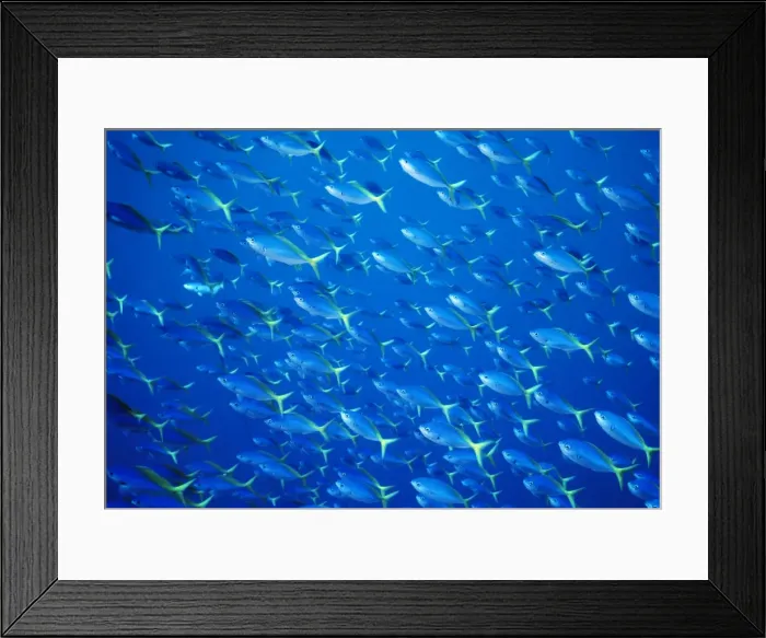 Framed Print : Blue and Gold / Yellow and Blueback Fusilier Fish - Shoal Found in Indo-Pacific Framed Print : Blue and Gold / Yellow and Blueback Fusilier Fish - Shoal Found in Indo-Pacific