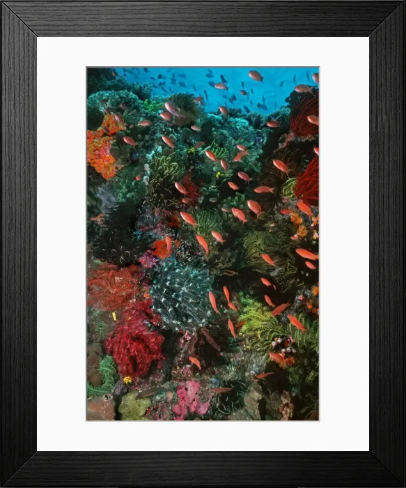 Framed Print : Colourful coral scene underwater Pink Anthias swim over a coral reef in Komodo marine park Komodo Island, Indonesia Framed Print : Colourful coral scene underwater Pink Anthias swim over a coral reef in Komodo marine park Komodo Island, Indonesia