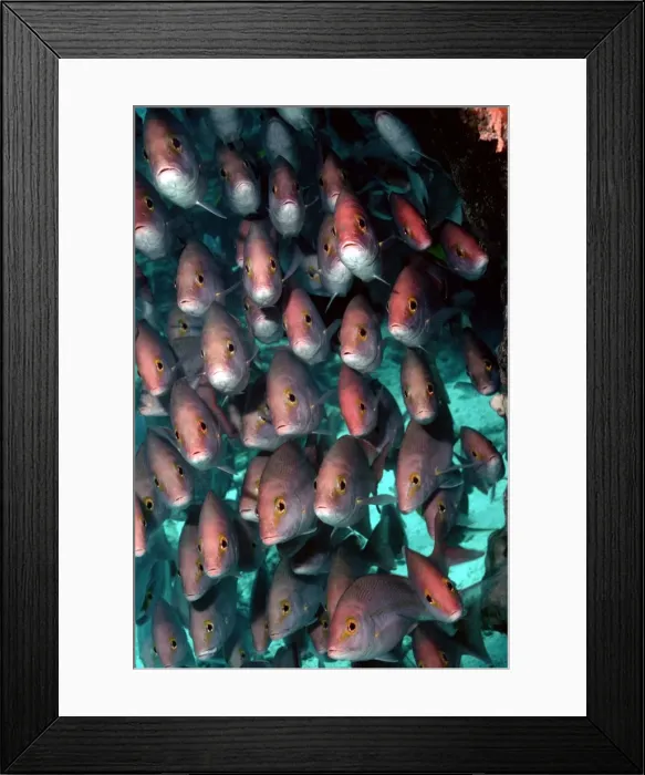 Framed Print : School of Snapper - Congregated off the reef edge at Heron Island. endemic to Eastern Australia and Coral Sea. Heron Island. Great Barrier Reef. Australia FIS-073 Framed Print : School of Snapper - Congregated off the reef edge at Heron Island. endemic to Eastern Australia and Coral Sea. Heron Island. Great Barrier Reef. Australia FIS-073