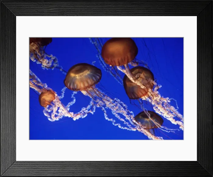 Framed Print : Sea Nettle JELLYFISH - group