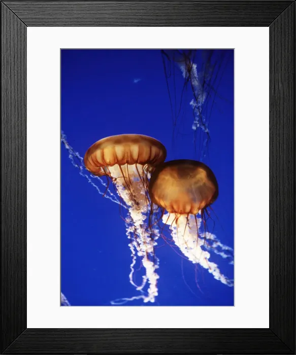 Framed Print : Sea Nettle JELLYFISH Framed Print : Sea Nettle JELLYFISH