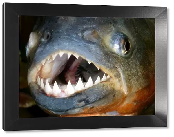 Red-bellied Piranha - close-up of head and teeth