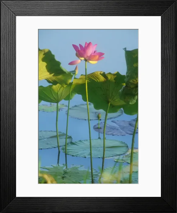 Framed Print : Lotus Lilies - grow in Top End waterways with pink flowers Framed Print : Lotus Lilies - grow in Top End waterways with pink flowers