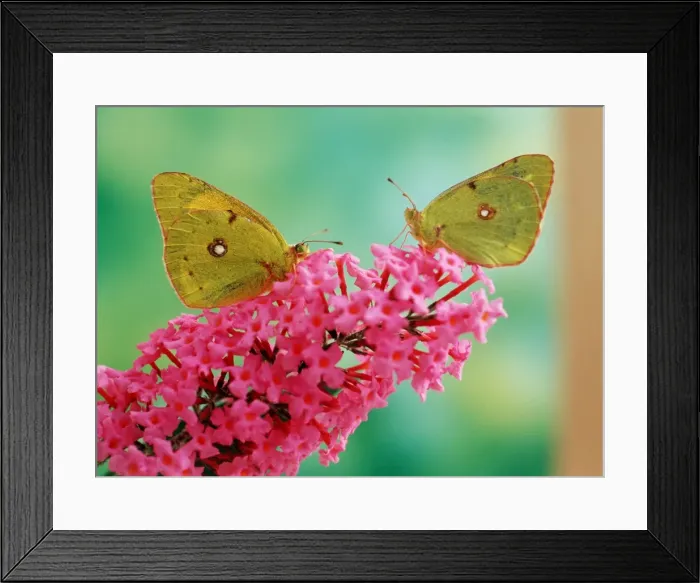 Framed Print : Clouded Yellow Butterfly - x2 on pink Buddleia flower Framed Print : Clouded Yellow Butterfly - x2 on pink Buddleia flower