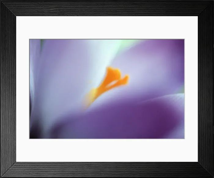 Framed Print : PURPLE CROCUS - soft focus Framed Print : PURPLE CROCUS - soft focus