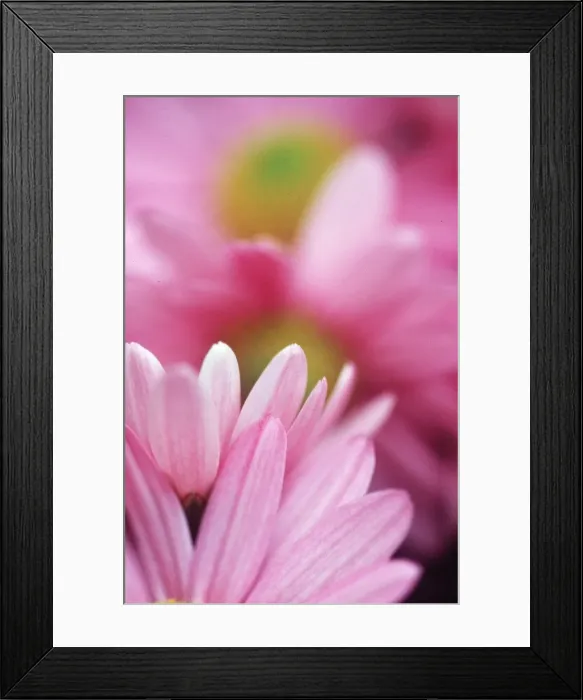 Framed Print : ASTER - soft focus Framed Print : ASTER - soft focus