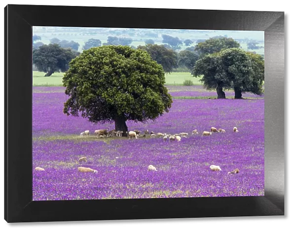 Spring Flowers, Stone Oaks & Grazing Sheep Extremadura, Spain LA003096