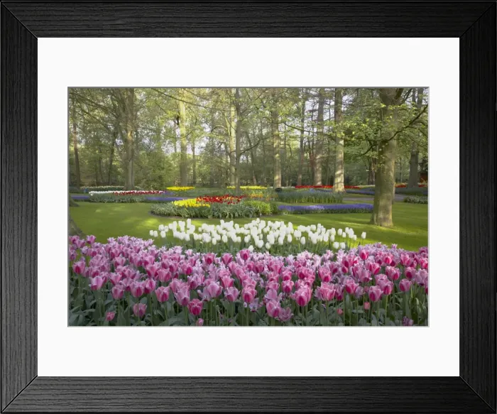 Framed Print : Keukenhof Gardens in Spring Tulip Beds and Other Spring Flowers Netherlands PL001506 Framed Print : Keukenhof Gardens in Spring Tulip Beds and Other Spring Flowers Netherlands PL001506