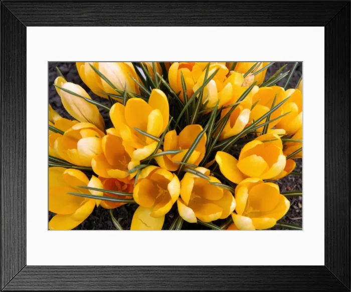 Framed Print : A bunch of Golden Crocuses - long established garden originals at a Kent garden. March Framed Print : A bunch of Golden Crocuses - long established garden originals at a Kent garden. March