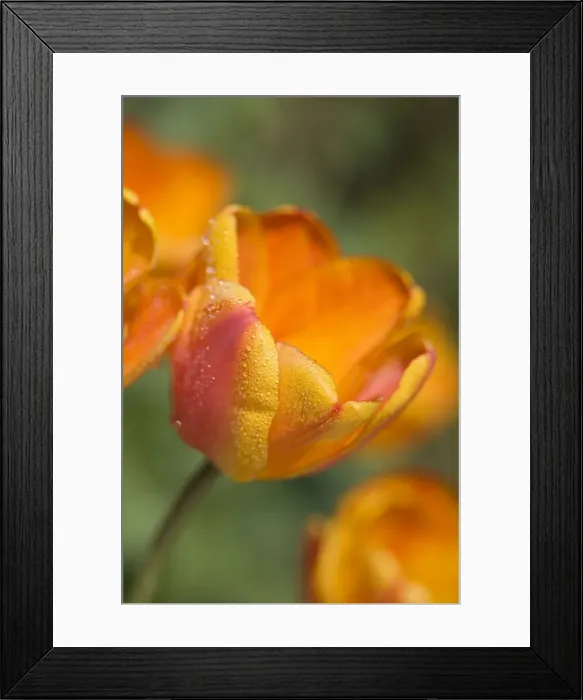 Framed Print : Tulip - Flower with dew drops Norfolk UK Framed Print : Tulip - Flower with dew drops Norfolk UK