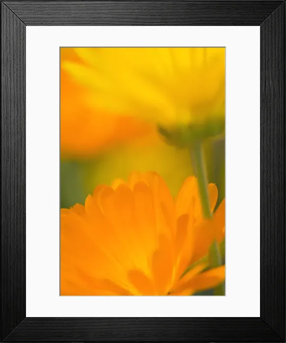 Framed Print : Pot Marigold Flowers Norfolk UK Framed Print : Pot Marigold Flowers Norfolk UK