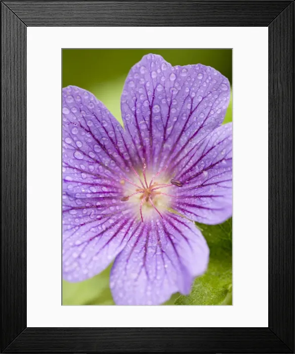 Framed Print : Cranesbill Flowers with rain drops Norfolk UK Framed Print : Cranesbill Flowers with rain drops Norfolk UK
